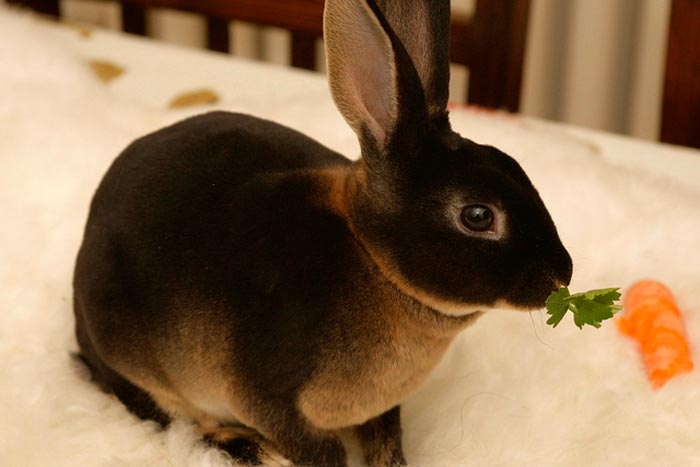 Кролики породи рекс: фото, опис, особливості догляду