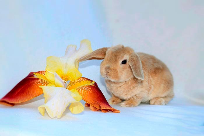 Кролики породи рекс: фото, опис, особливості догляду