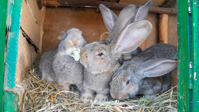 Кролики різен: опис породи, фото