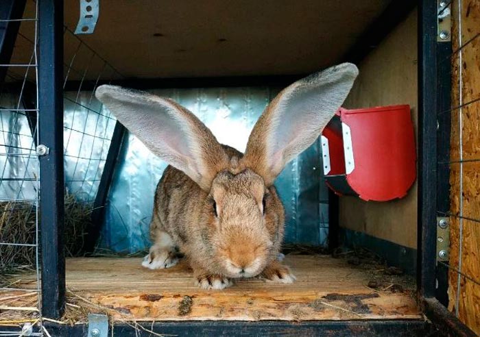 Кролики різен: опис породи, фото
