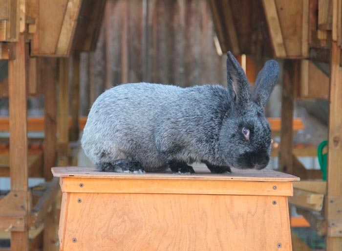 Кролики срібло (полтавські): опис і характеристики породи