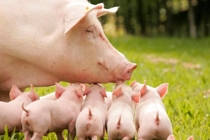 Велика біла порода свиней: характеристики, опис поросят