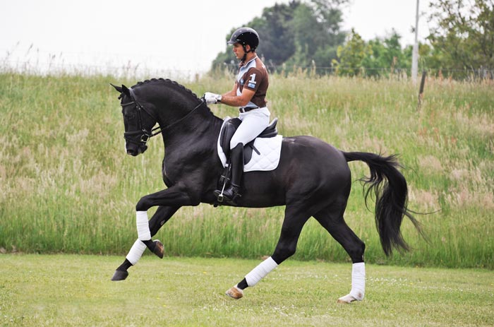 KWPN порода коней — голландська теплокровная