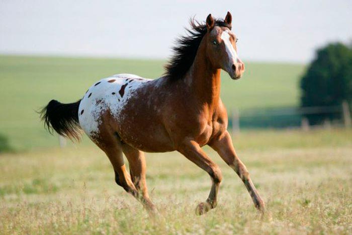 Кінь аппалуза: фото та опис породи