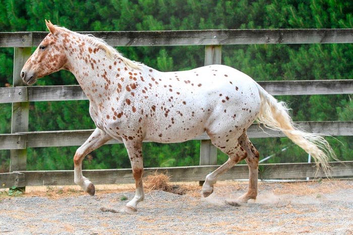 Кінь аппалуза: фото та опис породи