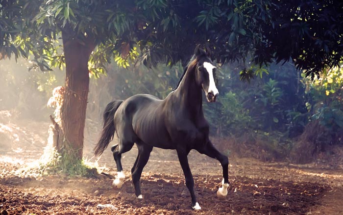 Кінь індійської породи марвар