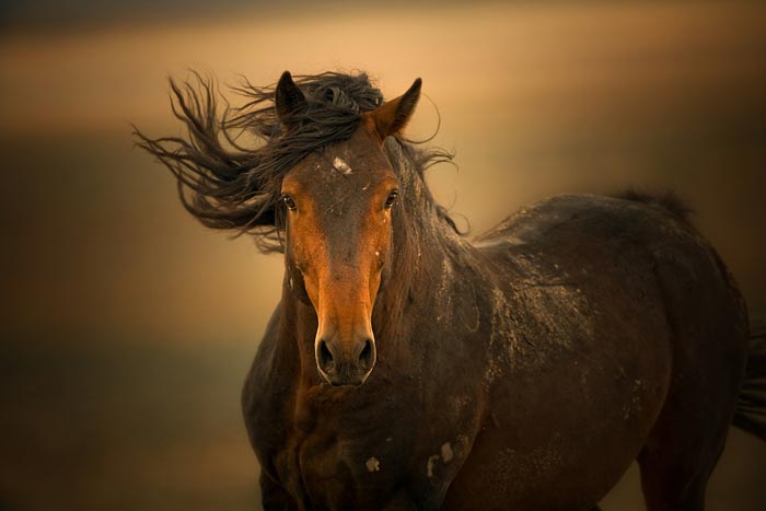 Кінь мустанг: що це за дикі тварини