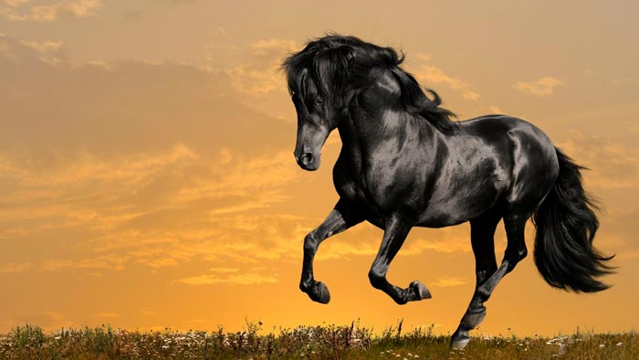 Кінь мустанг: що це за дикі тварини