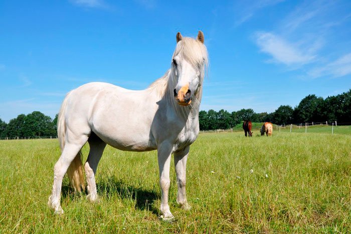 Кінь породи тінкер: фото та опис