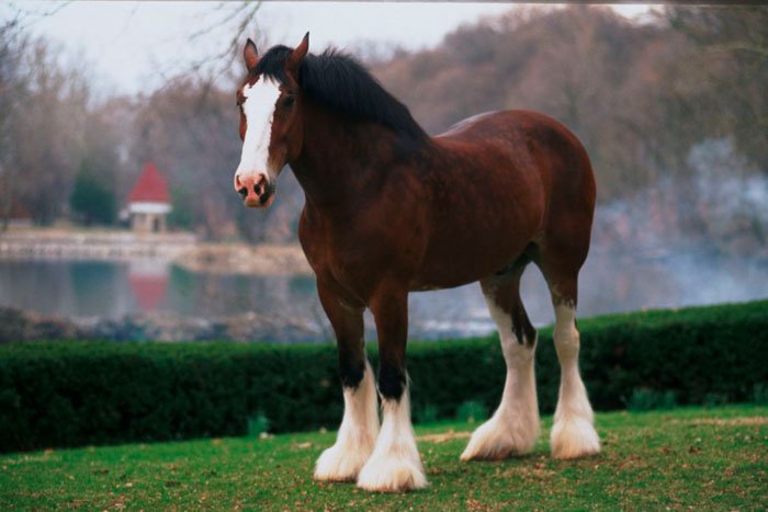 Кінь породи тінкер: фото та опис