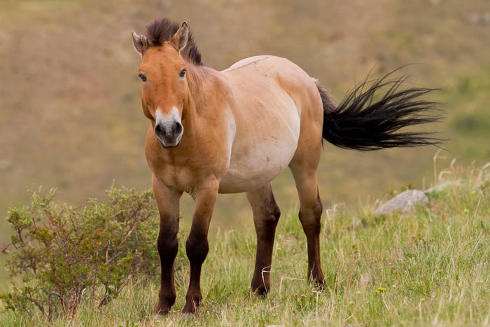 Кінь Пржевальського: фото, чому так називається, опис