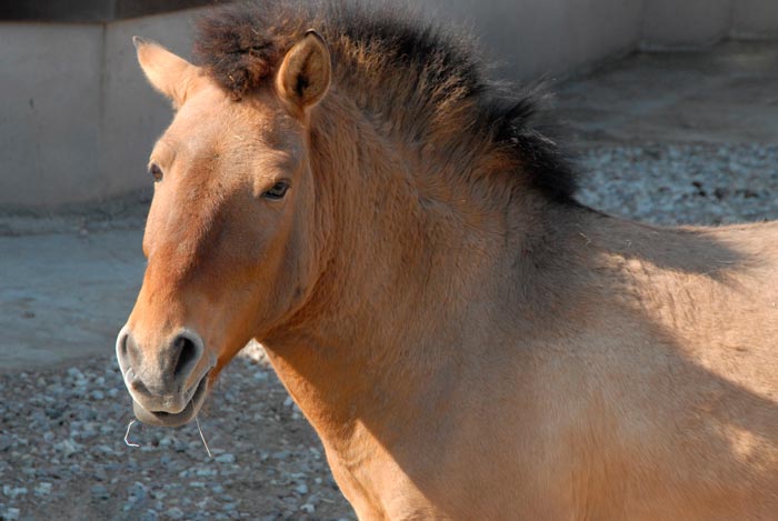Кінь Пржевальського: фото, чому так називається, опис