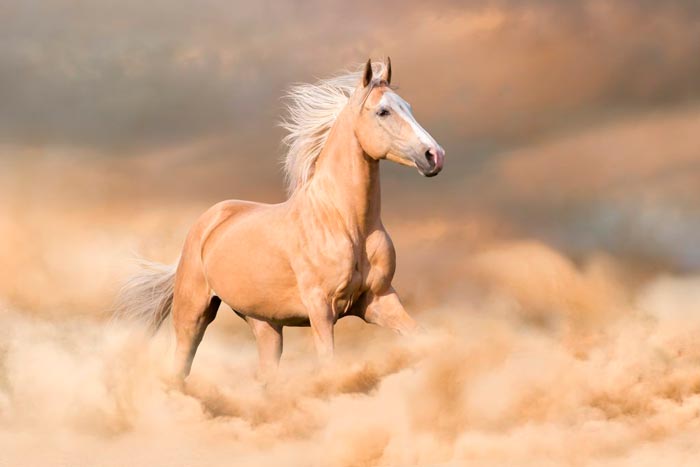 Кінь соловой масті: фото, опис