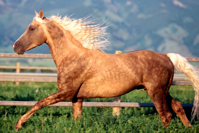 Кінь соловой масті: фото, опис