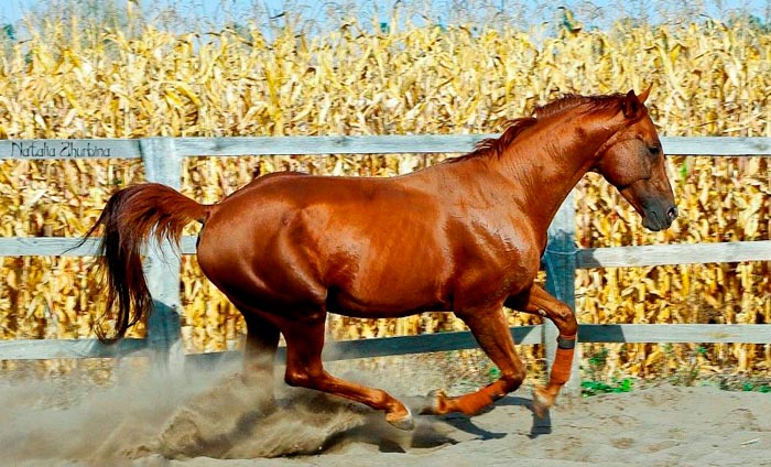Кінський алюр: види бігу коня, самий швидкий хід