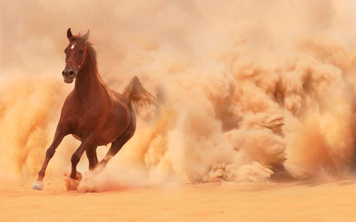 Кінський алюр: види бігу коня, самий швидкий хід