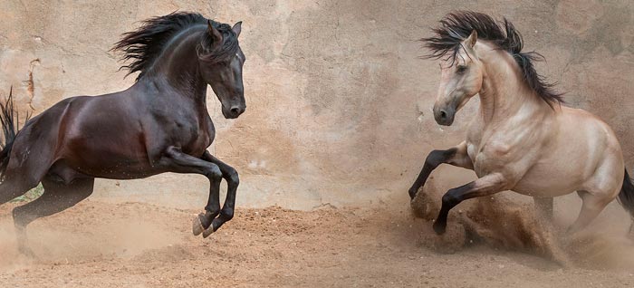 Лузитанская порода коней: опис та фото