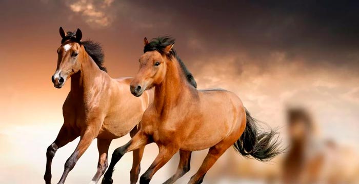 Максимальна і середня швидкість коня при бігу