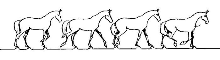 Максимальна і середня швидкість коня при бігу