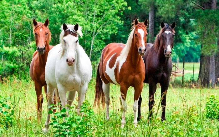 Масті коней: всі забарвлення і назви забарвлень