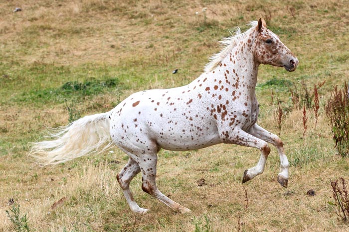 Масті коней: всі забарвлення і назви забарвлень