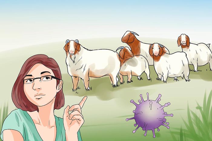 Мастит у кози: ознаки і лікування