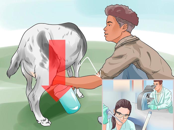 Мастит у кози: ознаки і лікування