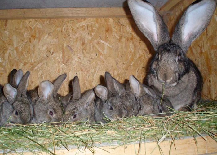 Маточник для кроликів своїми руками: креслення і розміри
