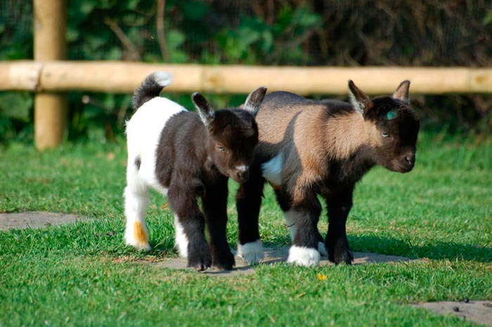 Міні кози: карликові декоративні породи