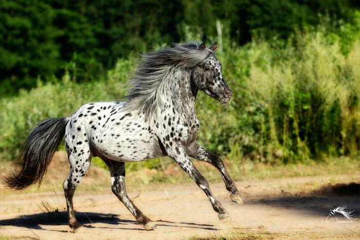 Міні кінь: найменші і карликові коні