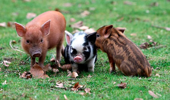 Міні піг: фото карликової домашньої свині