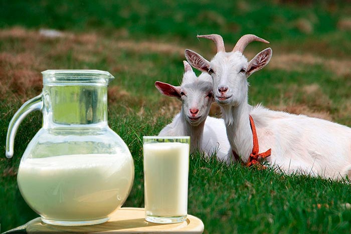 Молочні кози: кращі породи з фото та описом