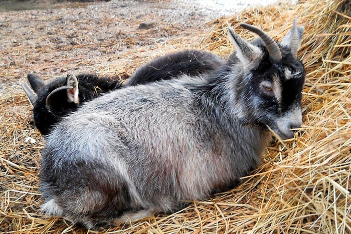Молочні кози: кращі породи з фото та описом