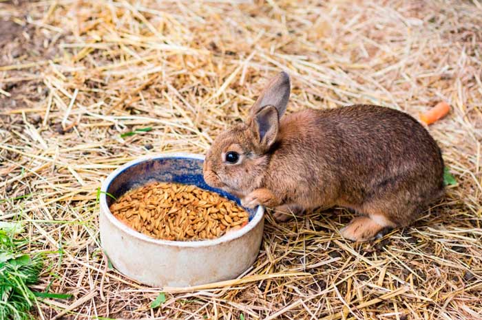 Чи можна давати кроликам пшеницю, яким годувати зерном