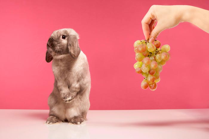 Чи можна давати кроликам виноград, листя і лозу