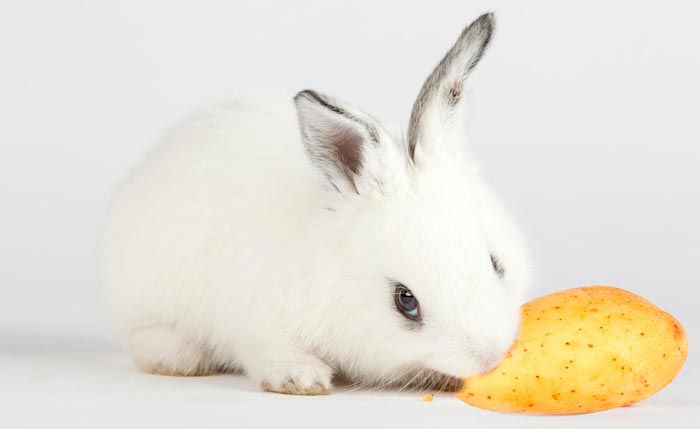 Чи можна годувати кроликів сирою картоплею