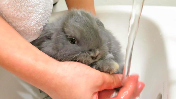 Чи можна мити декоративних кроликів, як купати їх в домашніх умовах