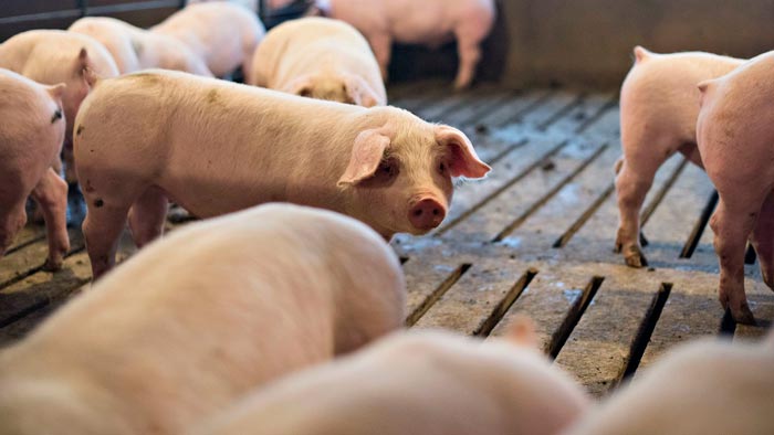 Норми і правила утримання свиней в особистих підсобних господарствах