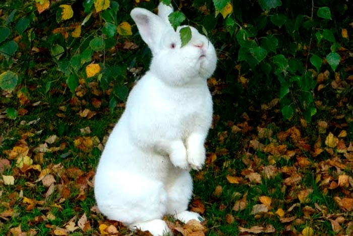 Новозеландський червоний і білий кролик: опис та фото порід