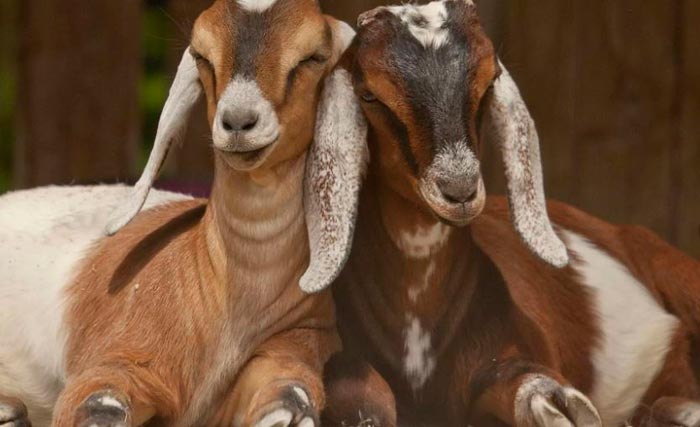 Нубийские кози: опис породи, фото, ціна
