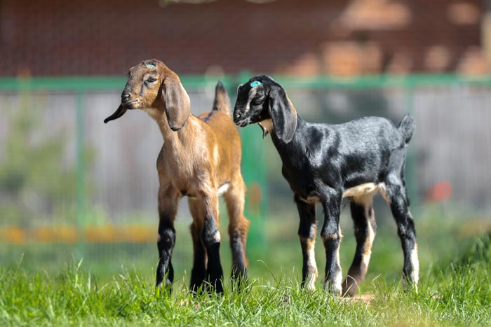 Нубийские кози: опис породи, фото, ціна