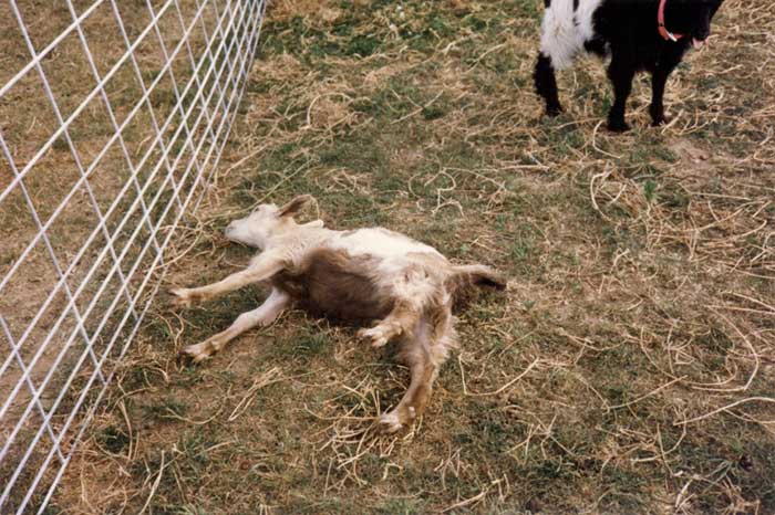Непритомні кози: чому вони падають в непритомність при переляку