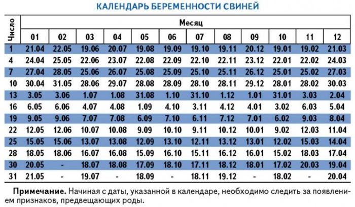 Опорос свиней в домашніх умовах: як народжують свиноматки