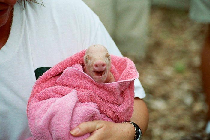 Опорос свиней в домашніх умовах: як народжують свиноматки