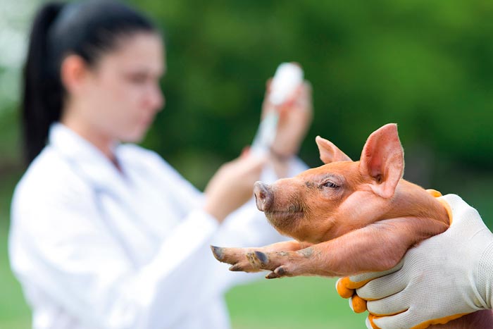 Опорос свиней в домашніх умовах: як народжують свиноматки