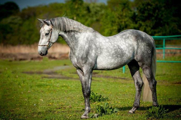 Орловський рисак: фото та опис породи коней
