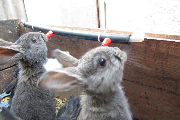 Поїлки для кроликів своїми руками