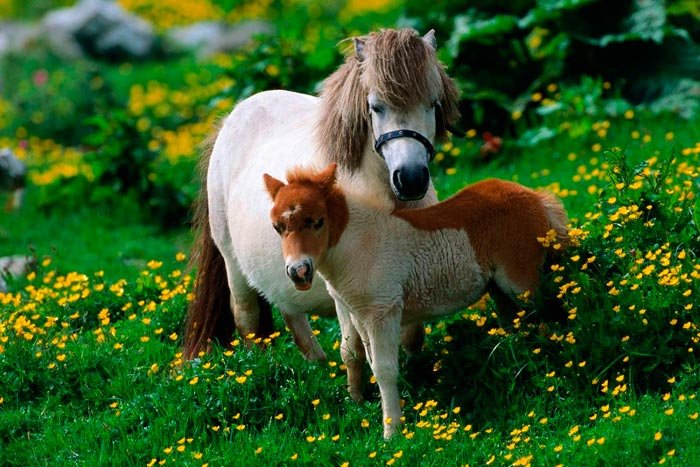 Поні: породи коні, скільки живуть і які бувають