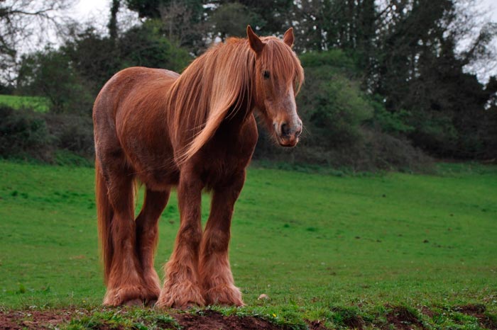 Порода коней дестриэ: опис та фото