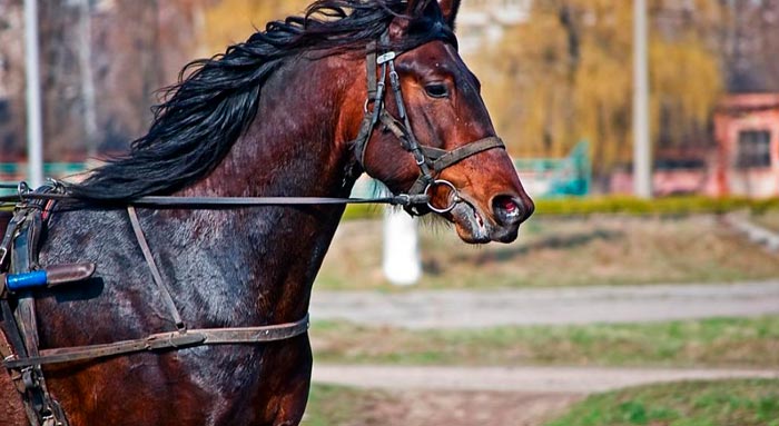 Порода коней російський рисак
